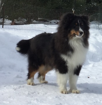 Tri Sheltie Stud, see his puppies for sale