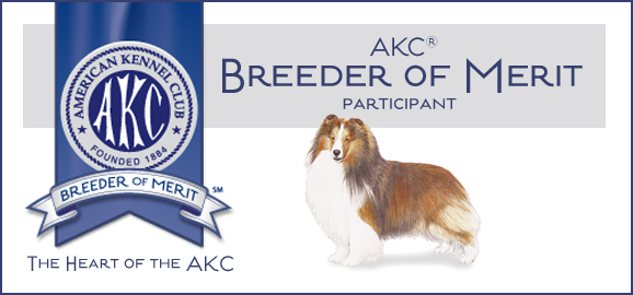 KM Sheltie AKC Breeder of Merit 